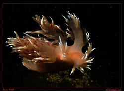 Spanish Dancer in the nutrient rich, and cold, waters of ... by Stephen Holinski 